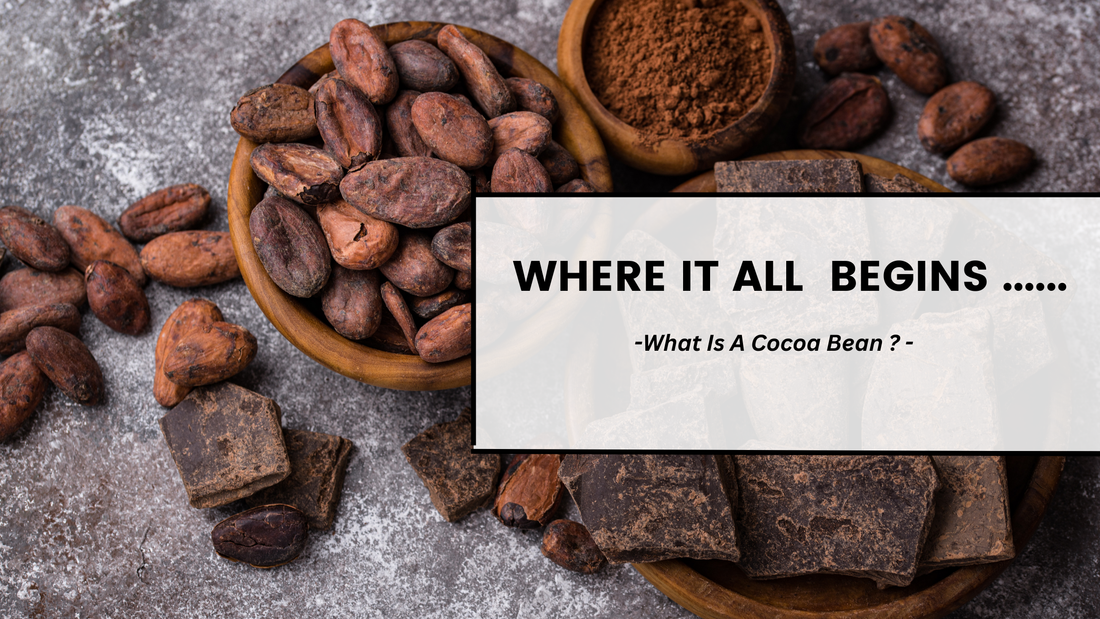 Where It All Begins. What Is A Cocoa Bean ....